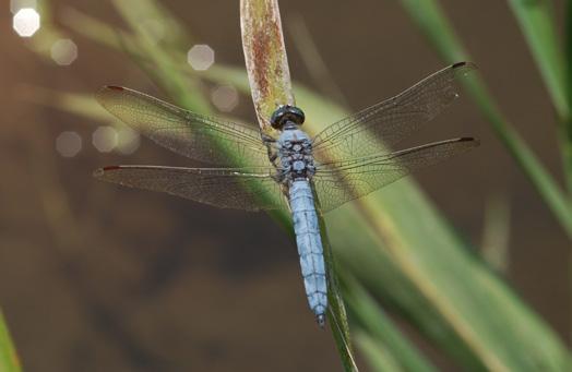 Orthetrum brunneum (Fonscolombe, 1837) Vážka hnědoskvrnná CS ohrožený (EN) Druh obývá pomalu tekoucí vody potůčků, příkopů nebo kanálů, které jsou často bez vegetačního pokryvu.