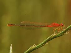 je šídlo tmavé (Anax parthenope ), vážka jarní (Sympetrum foncolombii ), vážka červená (Crocothemis erythraea ) nebo šidélko znamenané (Erythromma viridulum ).