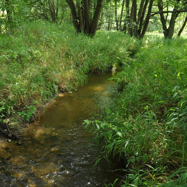 Jiřínský potok Vážky Kraje Vysočina brožura Projekt Přírodní rozmanitost Vysočiny podpořený grantem z Islandu, Lichtenštejnska a Norska (č.