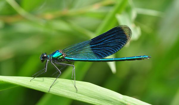 macrostigma (Eversmann, 1936) CR Lestes sponsa (Hansemann, 1823) Lestes virens (Charpentier, 1825) VU Leucorrhinia albifrons (Burmeister, 1839) CR Leucorrhinia dubia (Vander Linden, 1825) VU