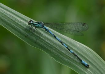 Coenagrion hastulatum (Charpentier, 1825) Šidélko kopovité CS téměř ohrožený (NT) Jedná se o druh preferující rašeliništní biotopy.