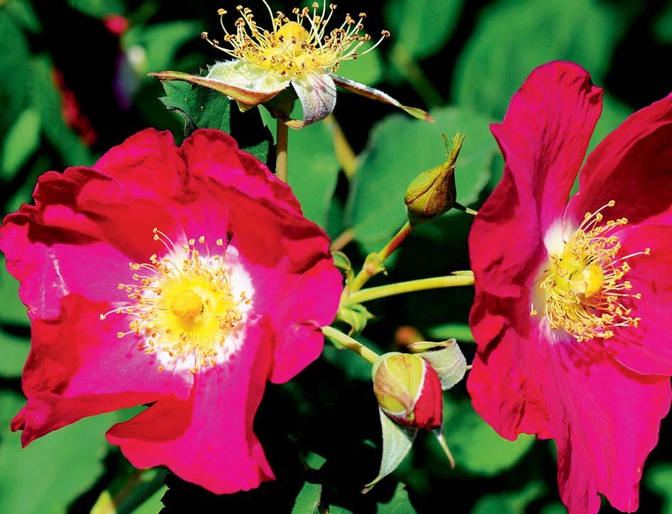SKUPINA: botanická růže (B) VÝŠKA KEŘE: 250 až 300 cm DOBA KVĚTU: květen, červen PRŮMĚR KVĚTU: 5 až 6 cm BARVA A TVAR KVĚTU: světle