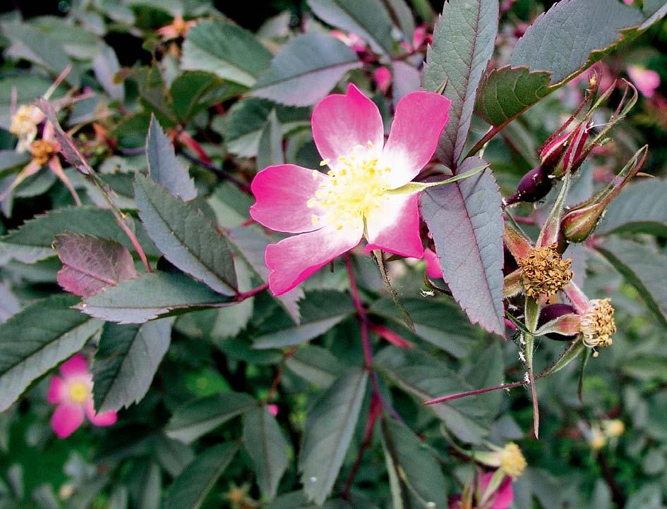 18 18 Foto Žlebčík Foto Žlebčík I. Botanické druhy růží (B) I. Botanické druhy růží (B) ROSA FOETIDA var.