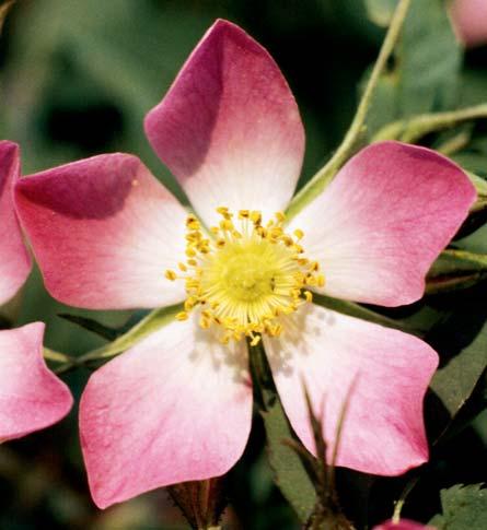 lutea Bicolor Foto Žlebčík Rosa foetida (růže zápašná) PŮVOD: Malá Asie SKUPINA: botanická (B) i sadová (Sk) růže VÝŠKA