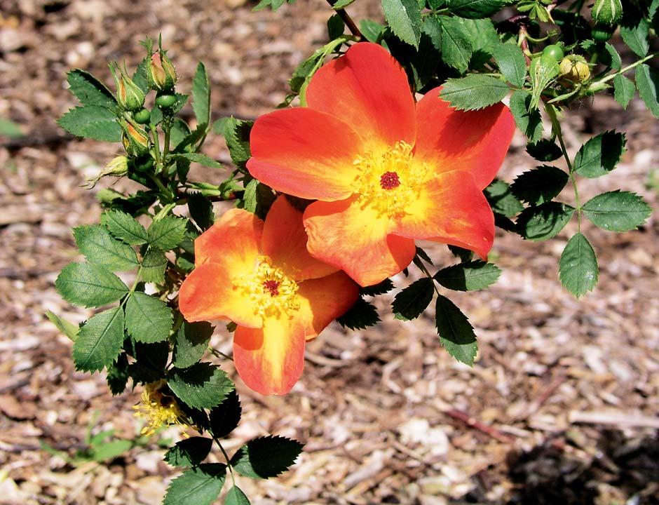 Původní druh Rosa foetida (růže kapucínská, žlutá nebo také páchnoucí) má květ jen žlutý a jednoduchý, častěji se