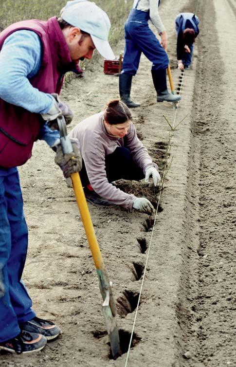 17 17 Rozmnožování růží 17. ROZMNOŽOVÁNÍ RŮŽÍ 17.1 Generativní množení (semenem) Semeny lze množit botanické (plané) a podnožové druhy růží, na které se pak v létě očkují ušlechtilé (zahradní) růže.