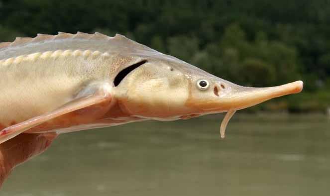 6.5 Dyjské vodohospodářské dny 2016 Státní podnik Povodí Moravy, s.p. ve spolupráci se společností via donau - Österreichische Wasserstraßen-Gesellschaft mbh a Oddělením Voda Úřadu dolnorakouské zemské vlády pořádal v roce 2016 jubilejní již 5.