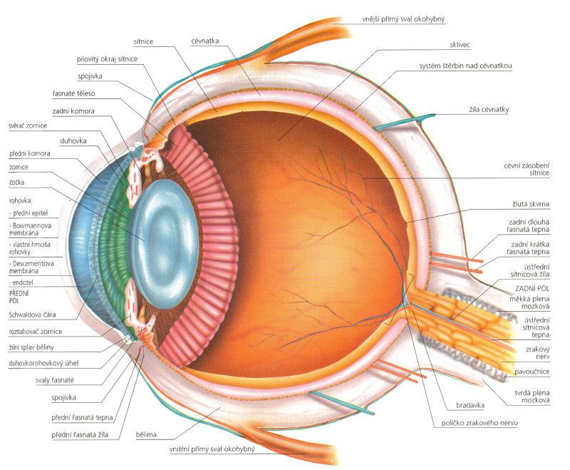 5 Fyziologie, problémy Z anatomického hlediska se zde budeme zabývat pouze základní stavbou a částmi ovlivňujícími optickou cestu, nikoli stavbou a funkcí sítnice.