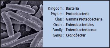 Enterobacter sakazakii neboli Cronobacter