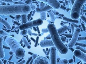 Charakteristika Čeleď: Enterobacteriaceae G- bakterie (Gramovo barvení) Nesporotvorné tyčinky, pohyblivé (peritricha) Žluté či bezbarvé kolonie Fakultativně anaerobní, chemoorganotrof
