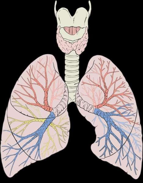 Sú vlastným orgánom vonkajšieho dýchania Nachádzajú sa v hrudníkovej dutine, základňou nasadajú na