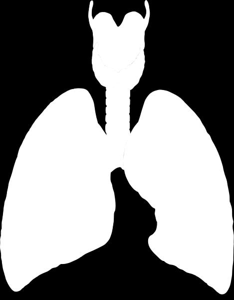pľúca na dva laloky Na povrchu sa nachádza tenká blana = popľúcnica, ktorá prechádza na steny