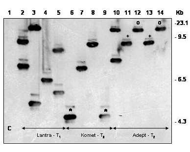 Southern blot detekce - Detekce transgenu a počtu jeho kopií v genomu Genomická DNA štípaná nukleázou, např.