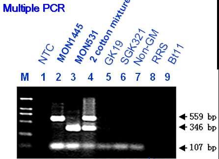 Molekulární detekce části konstruktu (T-DNA) - Klasická PCR s primery