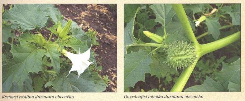 Durman obecný Datura stramonium L.