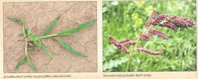 Ježatka kuří noha Echinochloa crus-galli L.