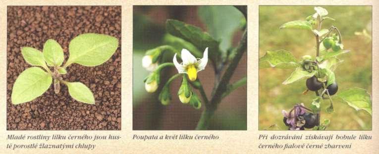Lilek černý Solanum nigrum L.