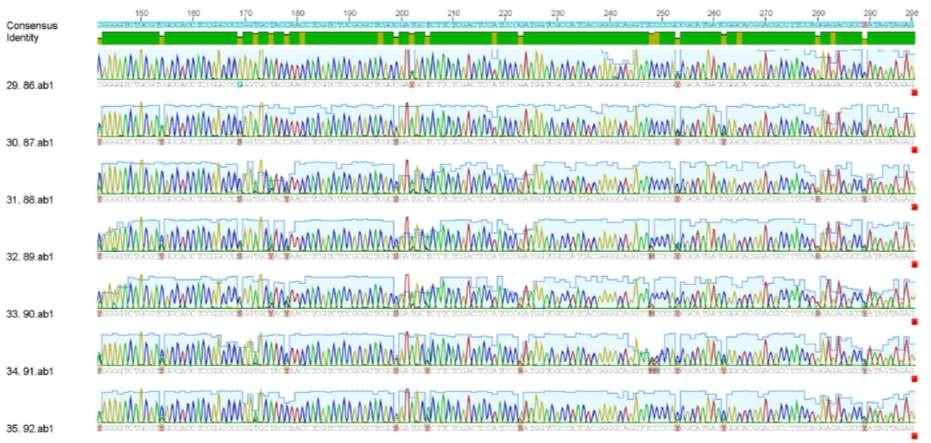 Genetická analýza genu ALS chundelky