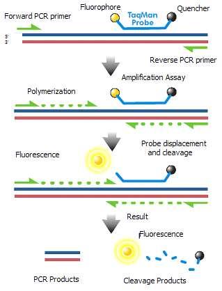 TaqMan