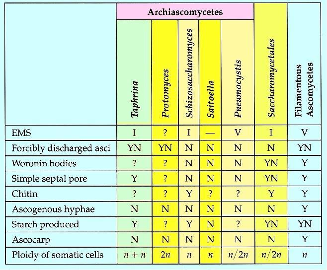 Srovnání znaků archiaskomycetů, saccharomycetů a