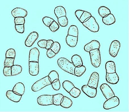 Rod Schizosaccharomyces Lindner (1893), cca