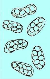 Druh Schizosaccharomyces octosporus