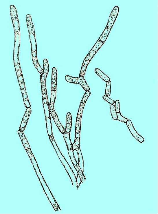 Druh Schizosaccharomyces