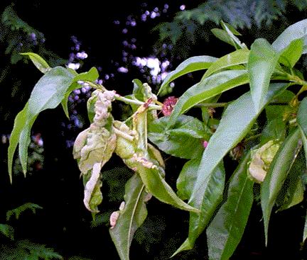 Taphrina deformans