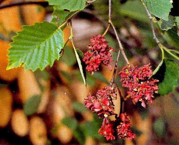 Taphrina amentorum