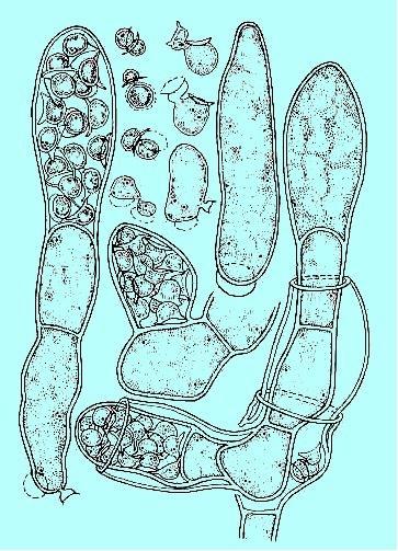 Saccharomycetes přehled čeledí a rodů Řád Saccharomycetales Kudryavtsev (1960) Čeleď Ascoideaceae J. Schroet. 1894 Jeden rod Ascoidea Bref.