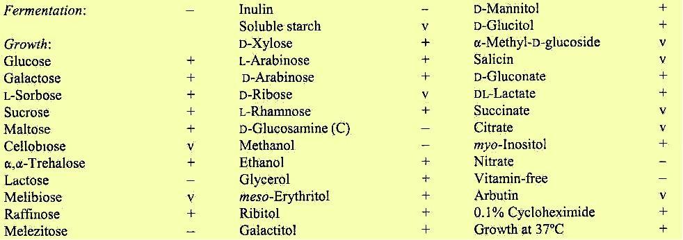 Anamorfy typu Candida a