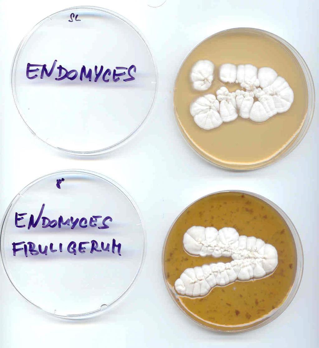 Endomyces fibuligerum na