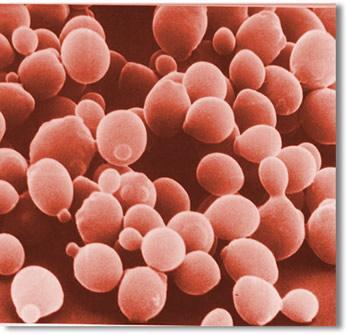 Saccharomycetes přehled čeledí a rodů Řád Saccharomycetales Kudryavtsev (1960) Čeleď Saccharomycodaceae Kudrjanzev (1960), 4 rody, asi 10 druhů.