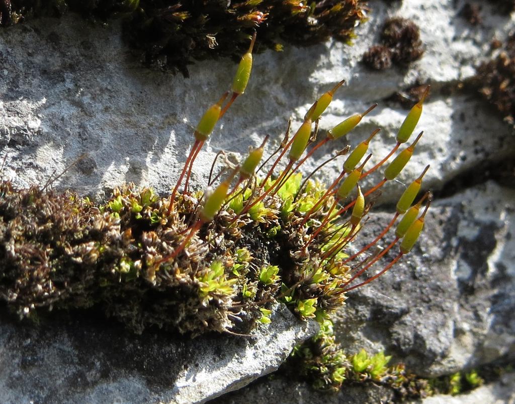 serotinus), bedrník obecný (Pimpinella saxifraga), rozchodník šestiřadý (Sedum sexangulare) či divizna černá (Verbascum nigrum), nebo ze své podstaty ani kvést nebude, což se týkalo například