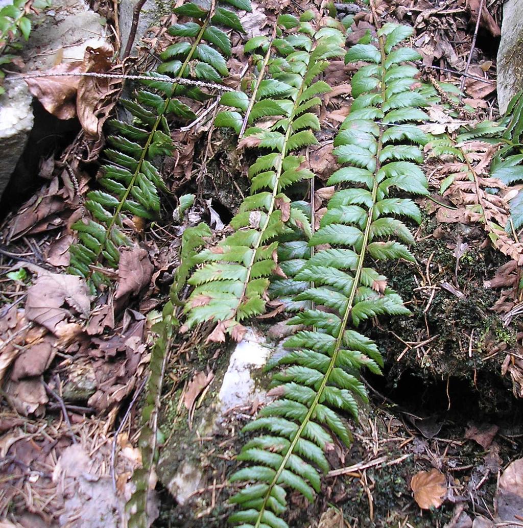 4 EXKURZE 17 5 Obr. 4. Kapradina hrálovitá (Polystichum lonchitis) v Horním lomu u Branné. Obr. 5. Růžena na stráži u jedné ze dvou rostlin kapradiny hrálovité (Polystichum lonchitis) v opuštěném vápencovém Horním lomu u Branné.