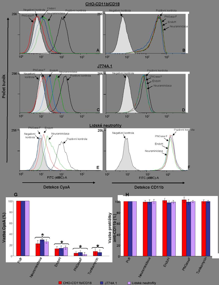 Výsledky a H). Všechna tato data ukazují, že vazba CyaA na buňky produkující integrinový receptor CD11b/CD18 závisí na stupni jeho glykosylace. Obr.
