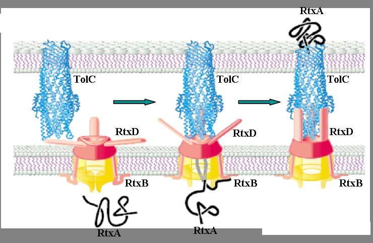 Literární přehled Obr. 6: Model mechanismu sekrece RTX toxinu pomocí RtxBD/TolC aparátu.