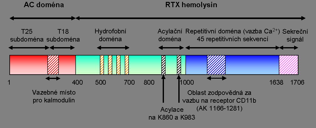 Literární přehled polypeptidem (177 kda).