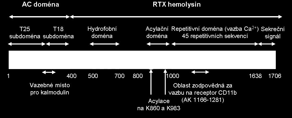 toxiny 138,152 (Obr. 9). RTX hemolysinová část (Hly) CyaA (asi 1300 aminokyselinových zbytků) je sama o sobě schopná tvořit v membránách malé kation-selektivní póry o průměru 0,6 až 0,8 nm 100,152.