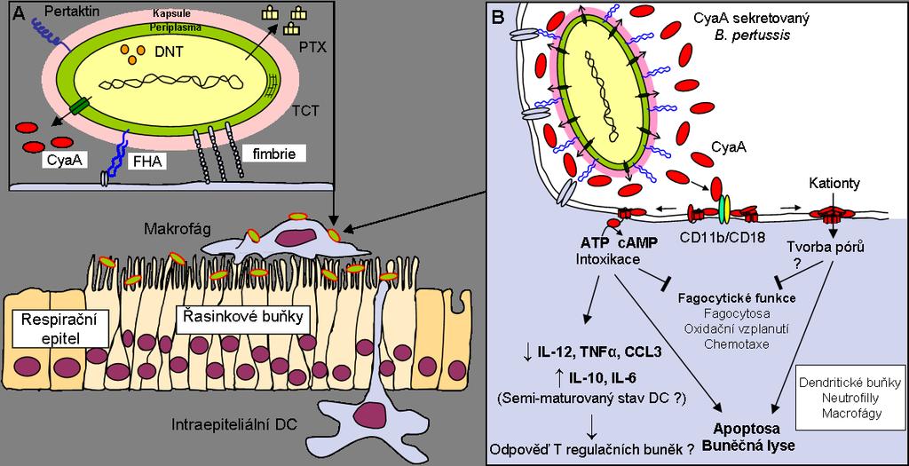 Literární přehled Obr. 11: Schematické zobrazení nejdůležitějších kroků v interakci CyaA s cílovými buňkami v průběhu infekce B.