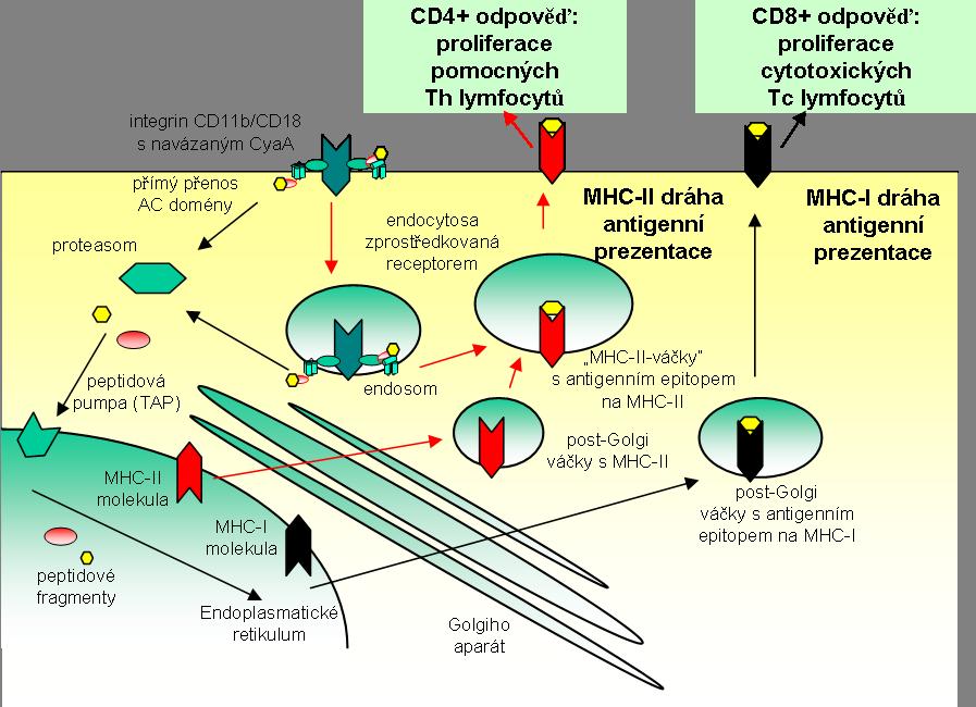 Literární přehled Obr. 13: Dva různé mechanismy antigenní prezentace pro dopravu cizorodých epitopů do buněk pomocí CyaA.