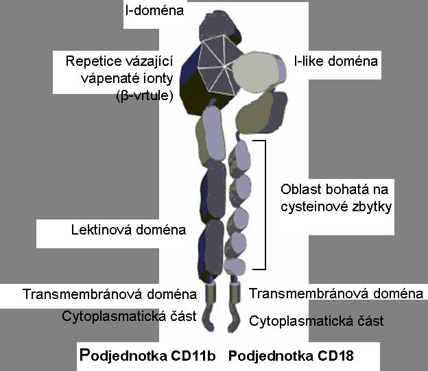 Literární přehled Proteinové ligandy Tab. 1: Ligandy integrinu CD11b/CD18.