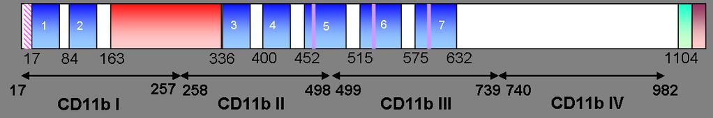 Rozhodli jsme se tedy, že tuto doménu rozdělíme na čtyři přibližně stejně velké části (Obr. 28), z nichž každá bude opatřena N- i C- koncovou histidinovou kotvou.