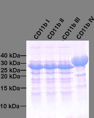 Výsledky Plasmid pet28b byl štěpen enzymy Nde I a Xho I, do takto upraveného plasmidu byly vloženy jednotlivé fragmenty podjednotky CD11b.