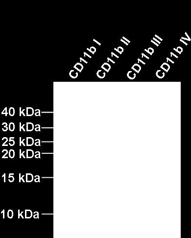 Výsledné plasmidy pet28bcd11bi-iv byly použity pro produkci jednotlivých fragmentů podjednotky CD11b s N- a C-koncovou histidinovou kotvou.