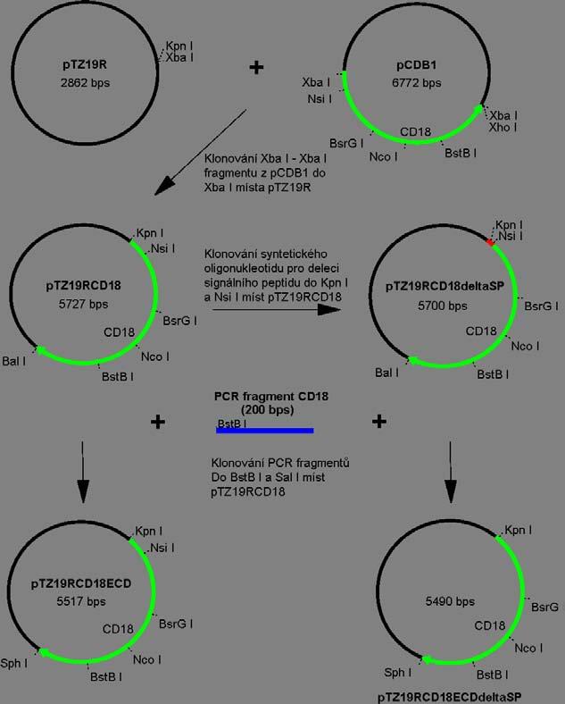 Výsledky pmt/bip/v5-his A (fragment z plasmidu ptz19rcd18ecdδsp), které byly štěpeny enzymy Kpn I a EcoR V.