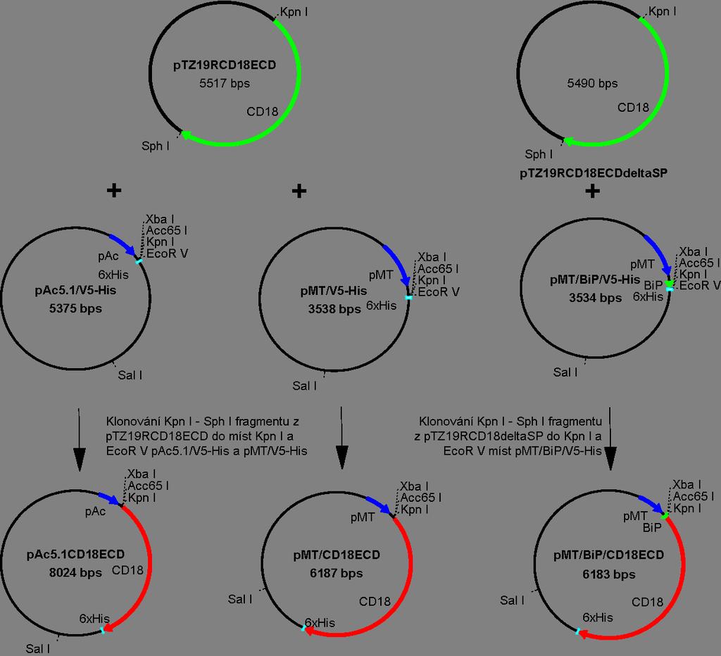Výsledky Obr. 34: Schema konstrukce plasmidu pro produkci extracelulární domény podjednotky CD18 v S2 