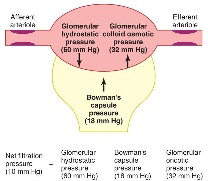 Cévní rezistence Tlak (v mmhg) Céva Začátek Konec Procento celkové df cévní rezistence Renální arterie 100 100 0 Interlobární, obloukovité 100 85 16 a interlobulární arterie Aferentní arterioly 85 60