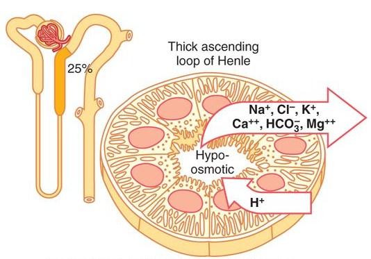 Henleová klička vzestupné raménko Tlustá část vzestupného raménka Aktivní reabsorpce Na +, K +, Cl - (cca 25% celku) Reabsorpce Ca 2+, Mg 2+, bikarbonátu Vysoká metabolická aktivita Na + H +