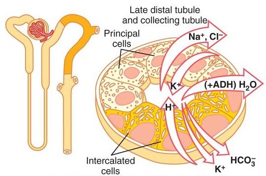 Distální tubulus, sběrné kanálky Principal cells Aktivní reabsorpce Na +, Cl -, sekrece K + Na + -K